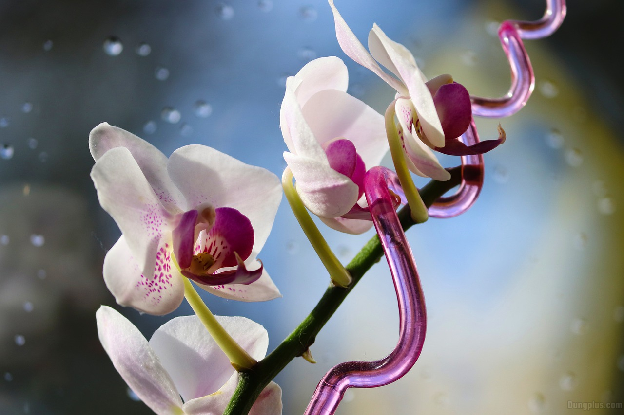 Top 50 hình ảnh hoa lan đẹp nhất thế giới full HD  Hà Nội Spirit Of Place