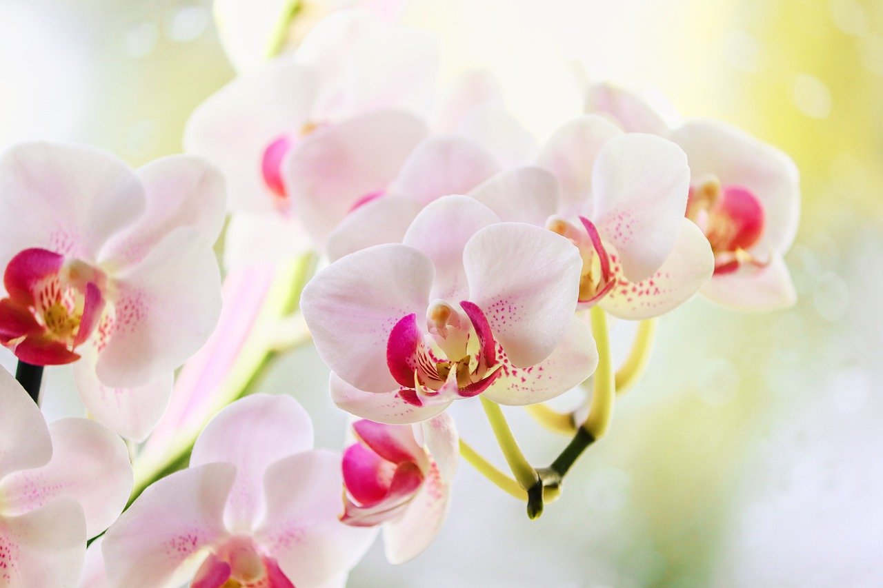 Tổng hợp nhiều hơn 103 hình nền hoa lan tuyệt vời nhất - thdonghoadian